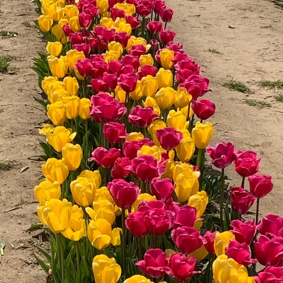 Meet your Posher, Denise - Picture 1 of 1